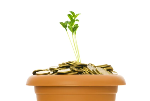 Groene zaailing groeien uit de munten — Stockfoto
