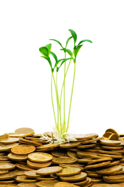 Green seedling growing from the of coins — Stock Photo, Image