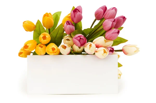 Tulipanes y mensaje en blanco aislados — Foto de Stock
