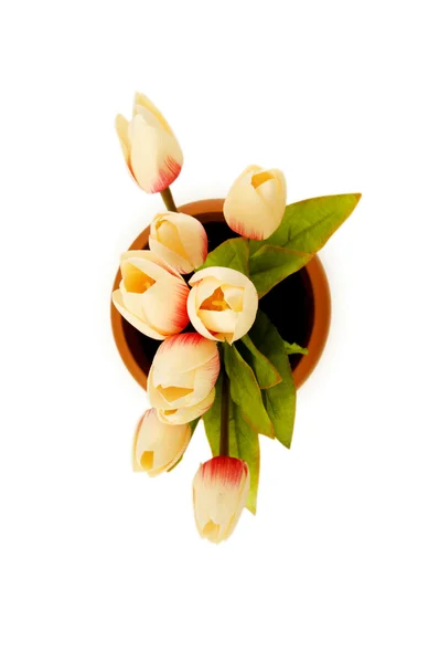 Tulipani colorati isolati sul bianco — Foto Stock