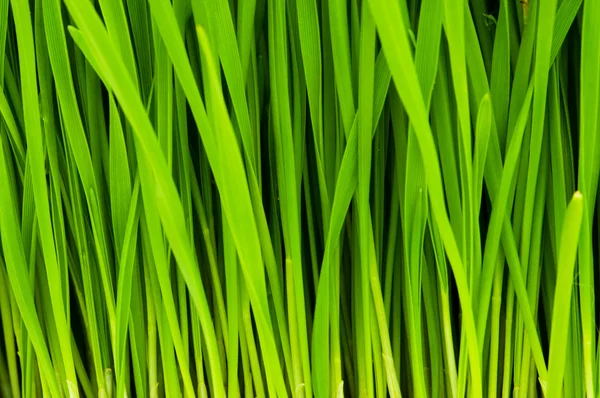 Groen glas close-up — Stockfoto