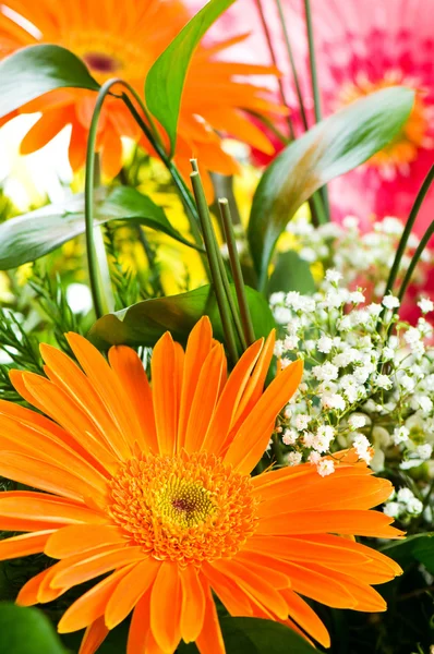 Gerbera orange fleur — Photo