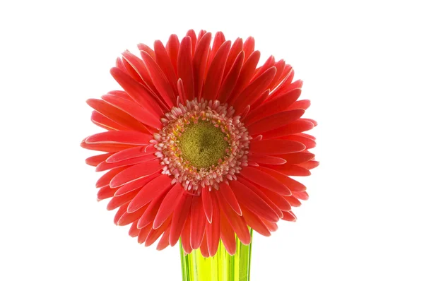 Gerbera flower isolated on the white — Stock Photo, Image