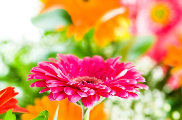 Gerbera-Blumen — Stockfoto
