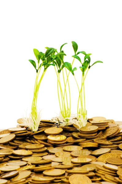 Green seedling growing from the coins — Stock Photo, Image