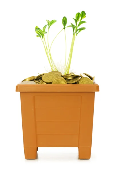 Зеленые саженцы, растущие из монет — стоковое фото