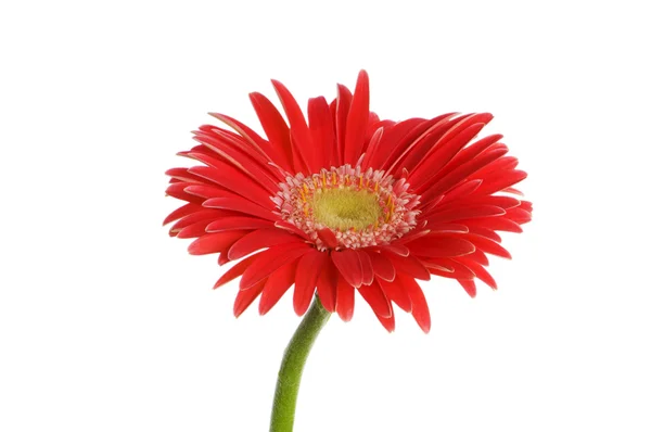 Gerbera flower isolated on the white — Stock Photo, Image