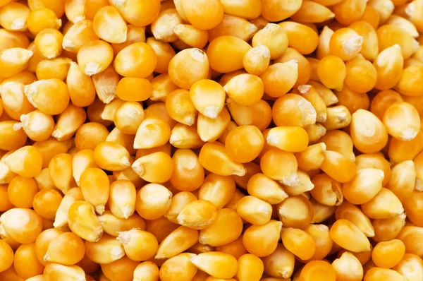 明亮玉米粒 — 图库照片