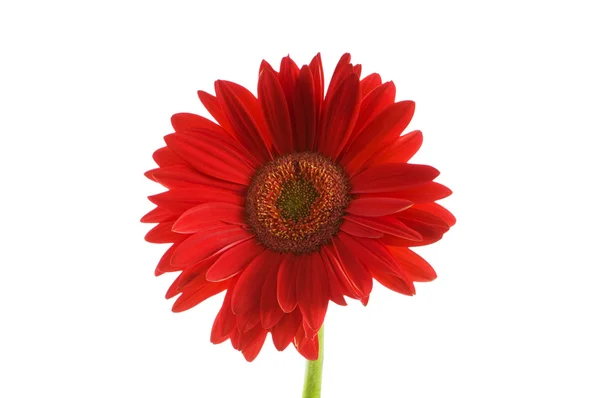 Gerbera Blume isoliert — Stockfoto