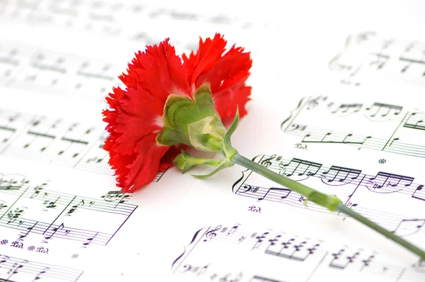 Fleur d'oeillet rouge sur notes musicales — Photo