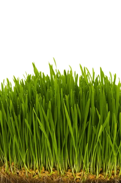 Hierba verde aislada en el blanco —  Fotos de Stock