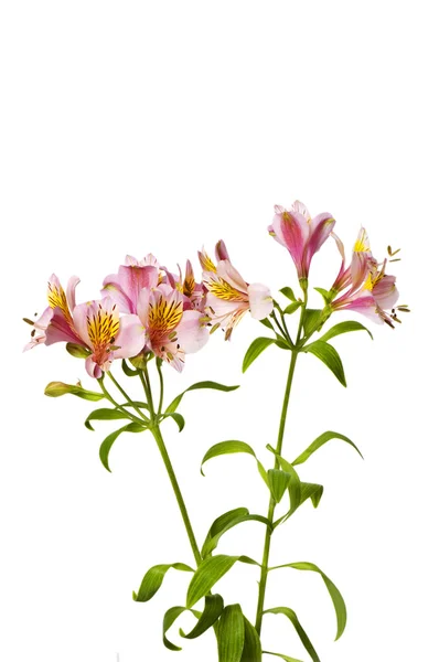 Barevná lilie izolovaných na bílém — Stock fotografie