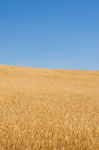 Weizenfeld am strahlenden Sommertag — Stockfoto