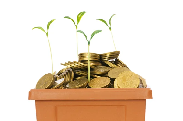 Green seedling growing from the coins — Stock Photo, Image