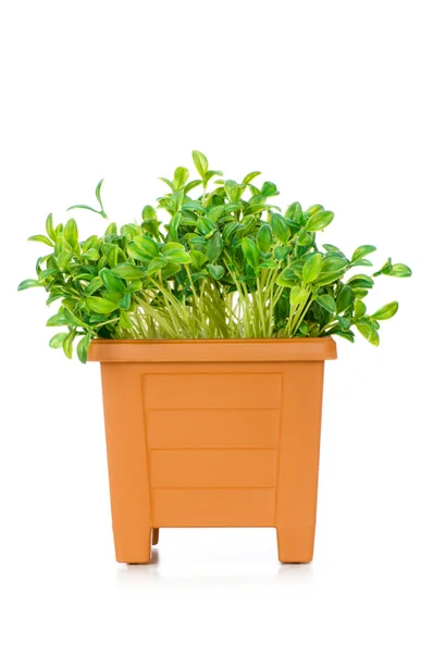 Grüne Setzlinge wachsen im Tontopf — Stockfoto