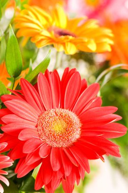 Red gerbera flower clipart