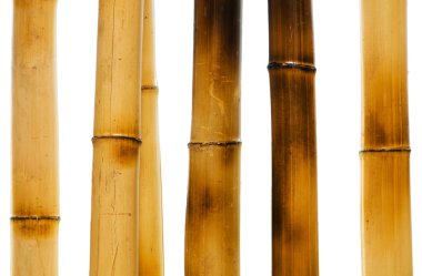 Bambu dalları izole