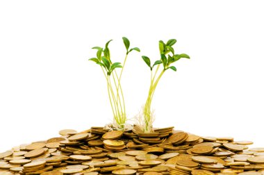 Green seedling growing from the coins clipart