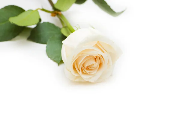 Одинокая роза изолирована на белом — стоковое фото