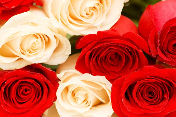 Bakgrund av röda och vita rosor — Stockfoto