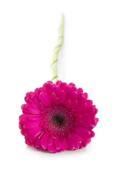 Gerbera květina izolovaných na bílém — Stock fotografie