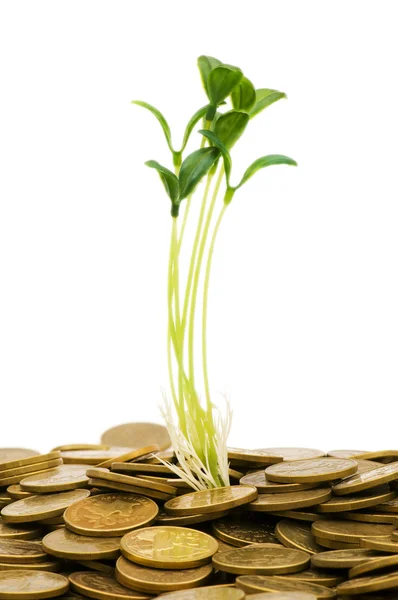 Zelené sazenice rostou z mince — Stock fotografie
