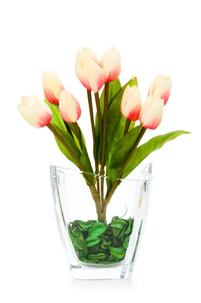 Bunte Tulpen vereinzelt — Stockfoto