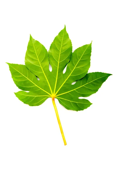 Зеленый фиговый лист, изолированный на белом — стоковое фото