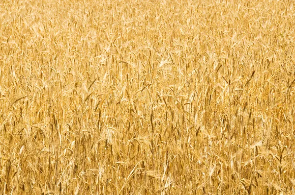 Campo de trigo no dia de verão brilhante — Fotografia de Stock