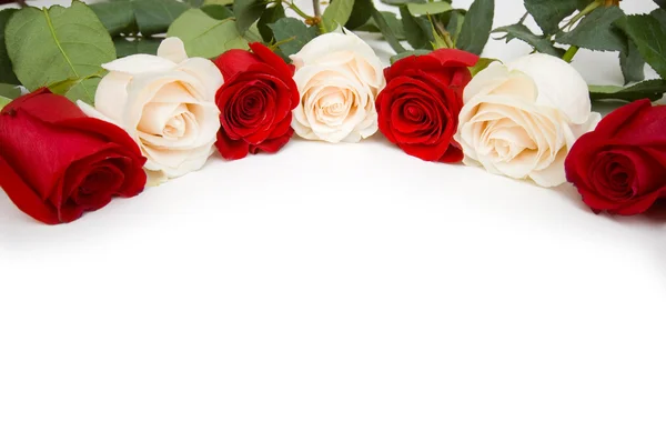 Rosas dispostas sobre fundo branco — Fotografia de Stock