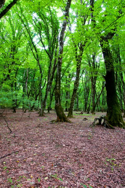 Természet koncepció - zöld erdőben — Stock Fotó