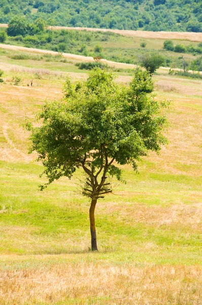 Ensomt træ på hvedemarken - Stock-foto
