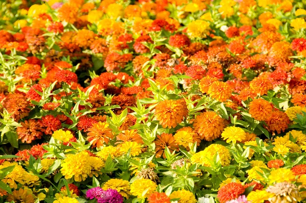 Blumenbeet an einem strahlenden Sommertag — Stockfoto