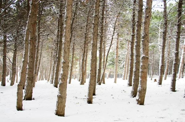 Pădure în ziua de iarnă — Fotografie, imagine de stoc
