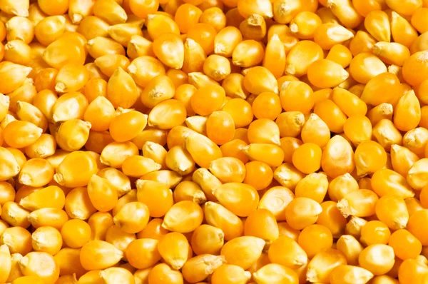 Fényes kukorica mag — Stock Fotó