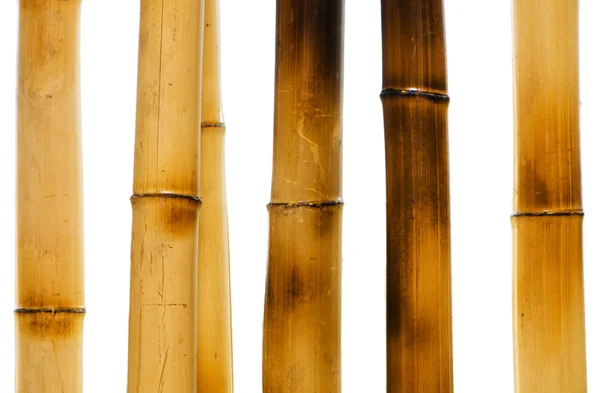 Bambus oddziałów na białym tle — Zdjęcie stockowe