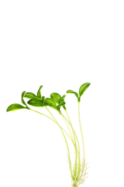 Zielony sadzonki na białym tle — Zdjęcie stockowe