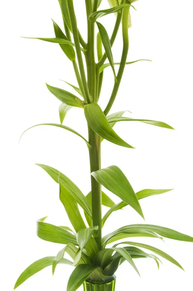 고립 된 녹색 잎의 클로즈업 — 스톡 사진