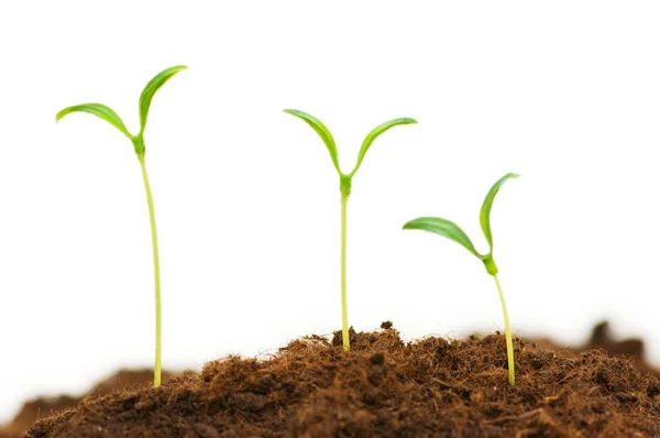 Three seedlings — Stock Photo, Image