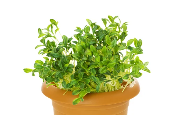 Green seedlings growing — Stock Photo, Image