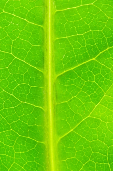 Very extreme close up of green leave — Stock Photo, Image