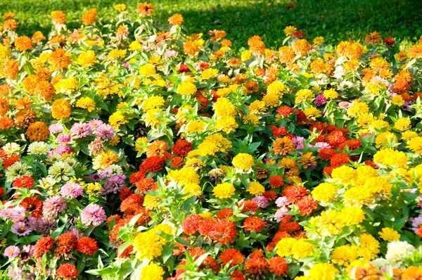 Cama de flores en el día brillante — Foto de Stock