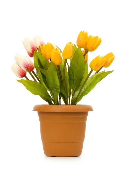 Tulipanes coloridos aislados en el blanco — Foto de Stock