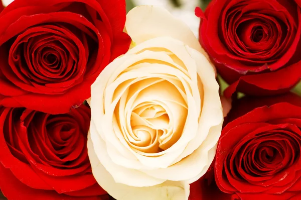 Cerca uo de rosas rojas y blancas —  Fotos de Stock