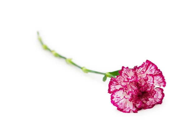 Red carnation isolated on the white — Stock Photo, Image