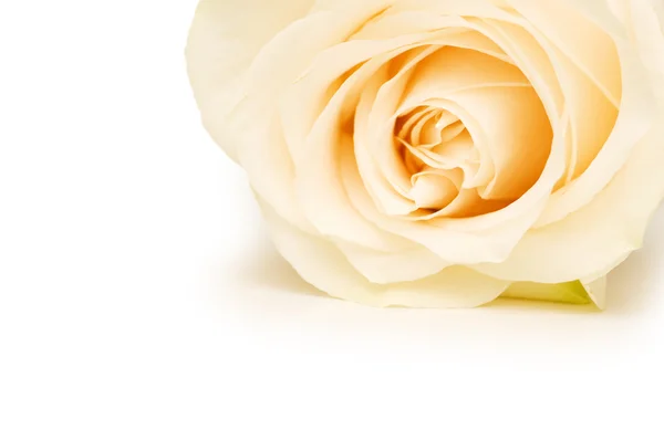 Rosa branca isolada no branco — Fotografia de Stock