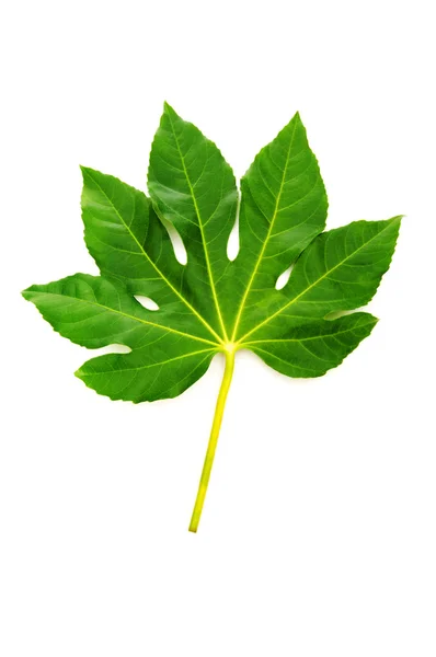 Green fig leaf isolated — Stock Photo, Image