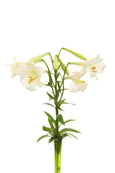 Lilies isolated on the white — Stock Photo, Image