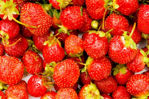 딸기의 많은 — 스톡 사진