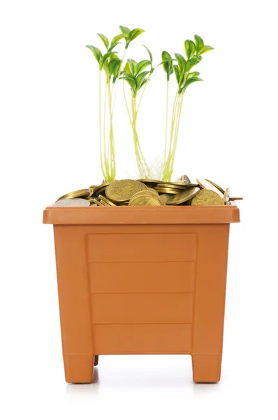Plantan växer från högen av mynt — Stockfoto